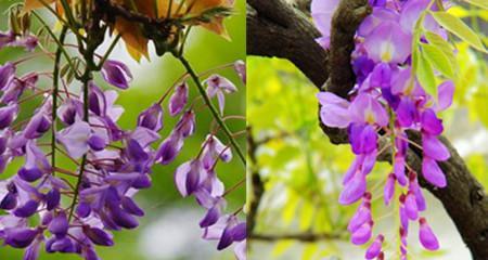 紫藤的花语（寄托浪漫和希望的紫藤花）