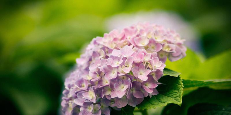 花的花语之美丽与希望（花的花语及其象征意义探析）