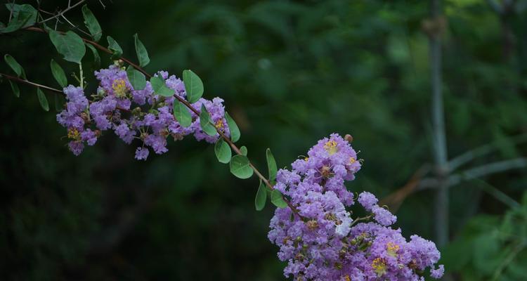 紫薇花的寓意和作用（解读紫薇花的文化象征与医药价值）