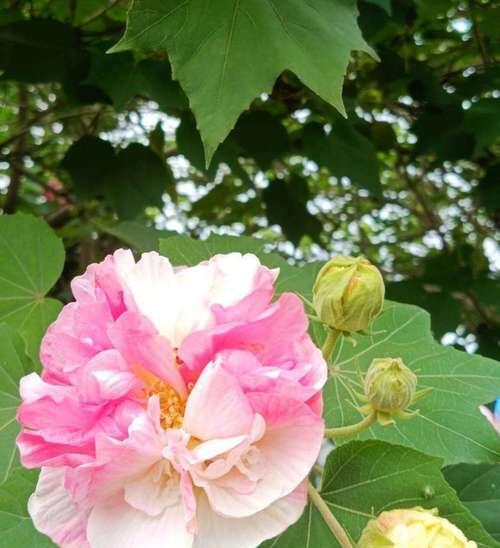 芙蓉花的花语与含义（探寻芙蓉花背后的深意）