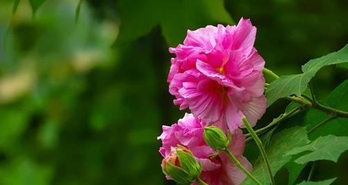 芙蓉花的花语与含义（探寻芙蓉花背后的深意）