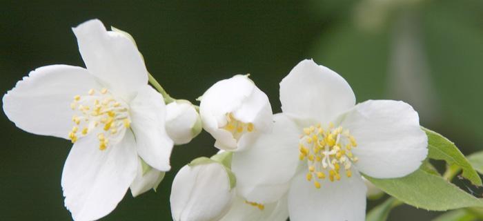 茉莉花的花语之美（揭开茉莉花的花语之谜）