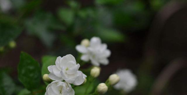 茉莉花的花语之美（揭开茉莉花的花语之谜）