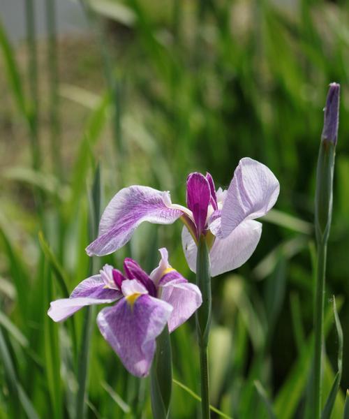 菖蒲的象征与寓意（菖蒲花的文化内涵与传统象征）