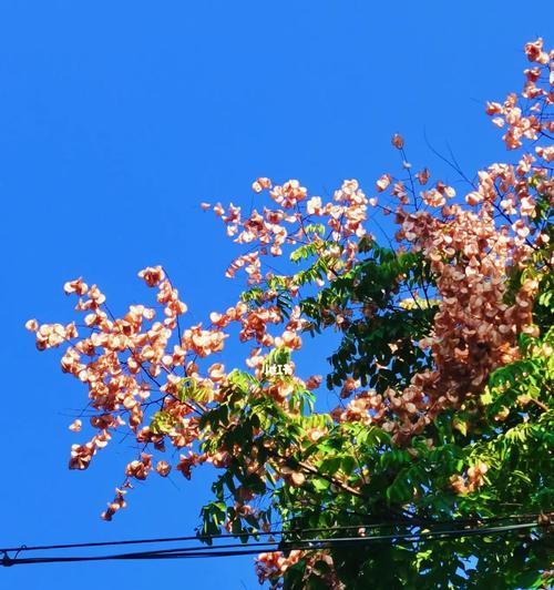 栾树的花语——希望与团结（栾树花开）