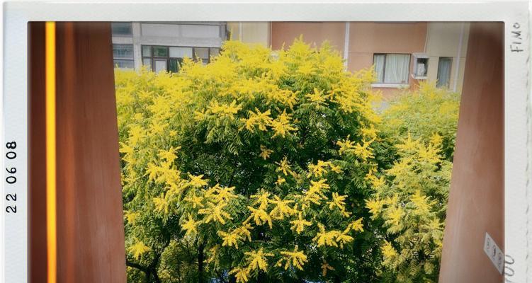 栾树的花语——希望与团结（栾树花开）