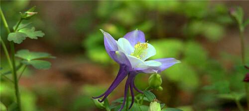 耧斗菜花语之美——花开如梦（唤醒心灵的芳香和色彩）