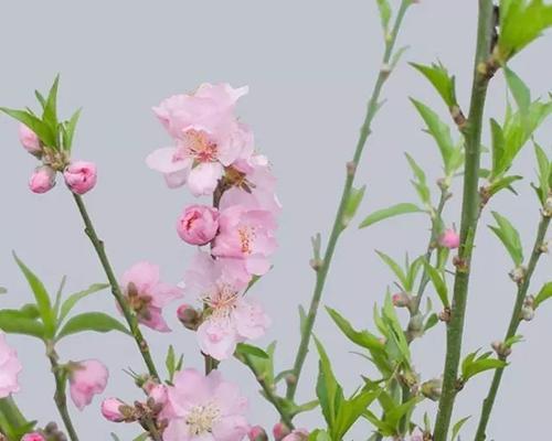 桃花的花语和传说（桃花之美在于花语的传递）