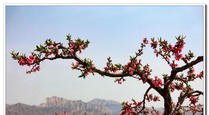 桃花的花语和传说（桃花之美在于花语的传递）