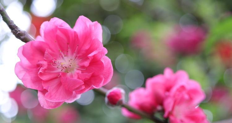 桃花的寓意与象征——花开春暖人心（桃花）