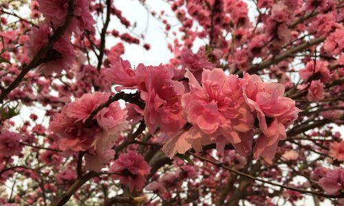 桃花的寓意与象征——花开春暖人心（桃花）