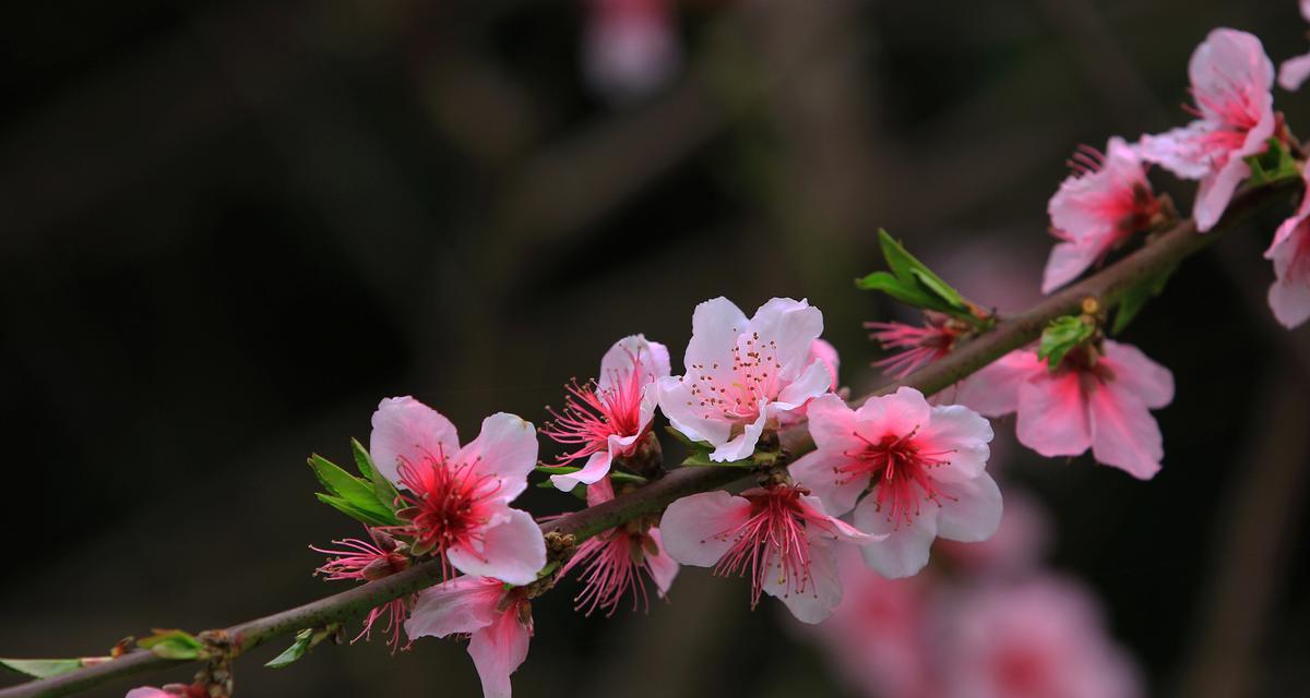 桃花的花语和代表意义（桃花花语传递的爱情和美好）