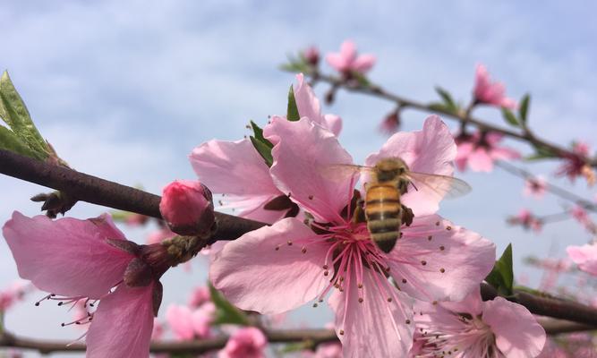 桃花的花语和代表意义（桃花花语传递的爱情和美好）