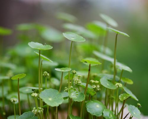 铜钱草（探秘铜钱草的花语与开花奥秘）