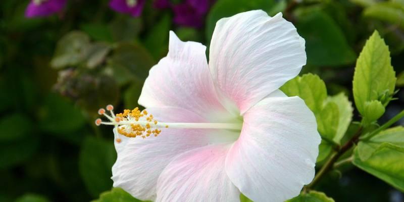 夏天的代表性植物——夏日璀璨（夏日璀璨）