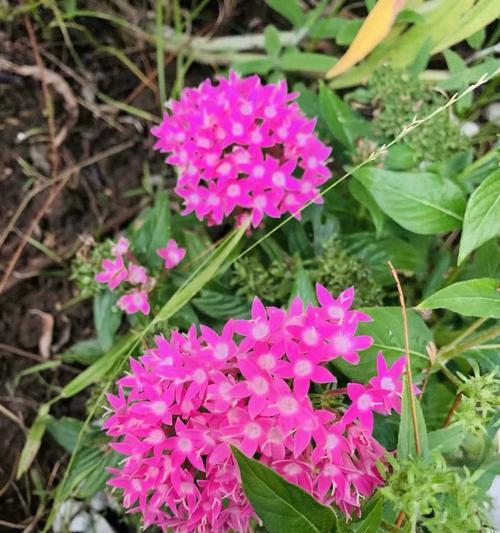 仙丹花——神秘花语与传说（探索仙丹花的奇幻世界）