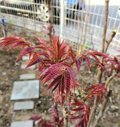 香椿树开花的含义及预示（探究香椿开花的神秘象征和传说）