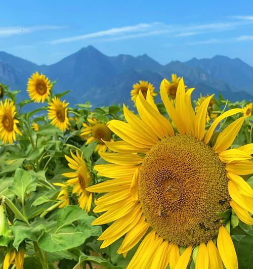 向日葵花语与传说（向日葵的秘密和独特魅力）