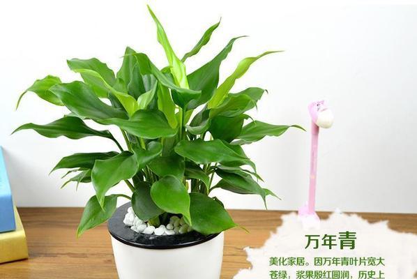 招财进宝，植物也会帮忙（探秘象征财运的植物）