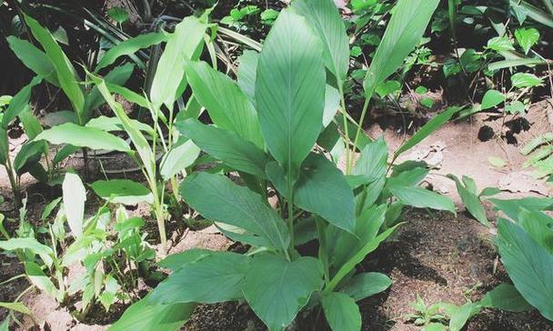 植物传承中的象征意义（以植物为媒介的文化传承与价值）