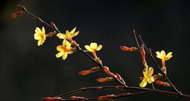 春天的鲜花绽放（以象征春天的植物为主题的花园之旅）