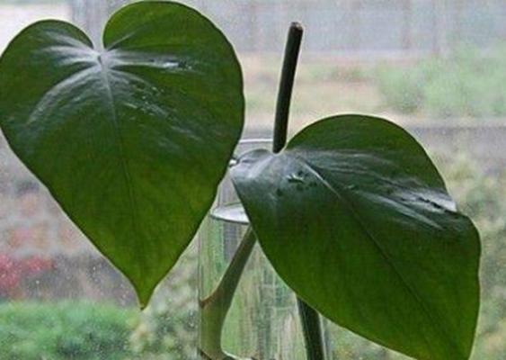 植物中的精神（象征的植物及其内涵解读）