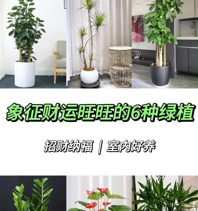 植物好运来（探索象征好运的神奇植物世界）