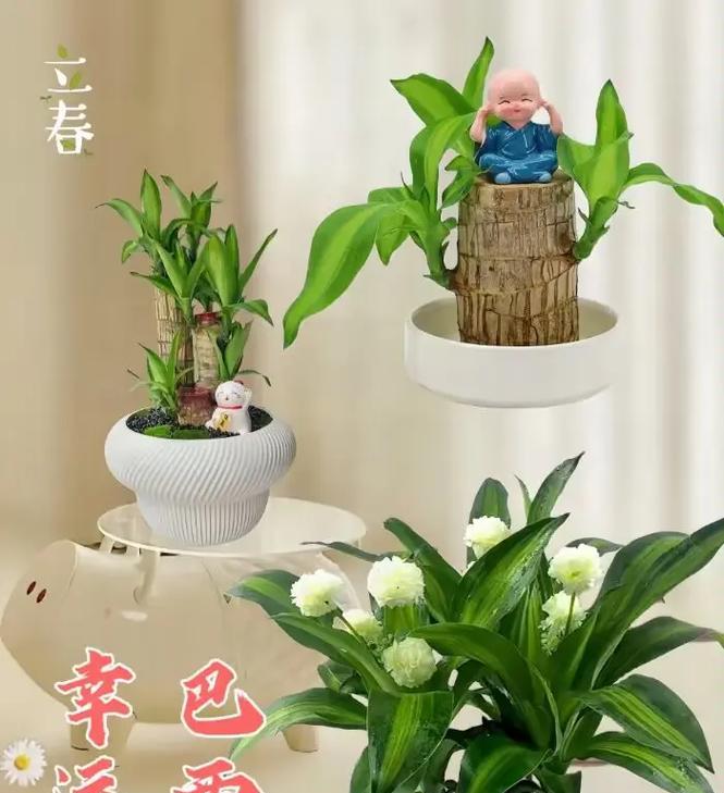 植物好运来（探索象征好运的神奇植物世界）