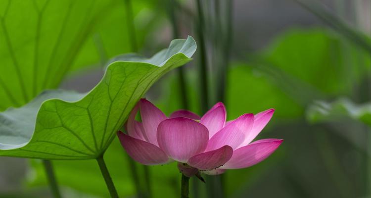 廉洁之花（揭示廉洁之道）