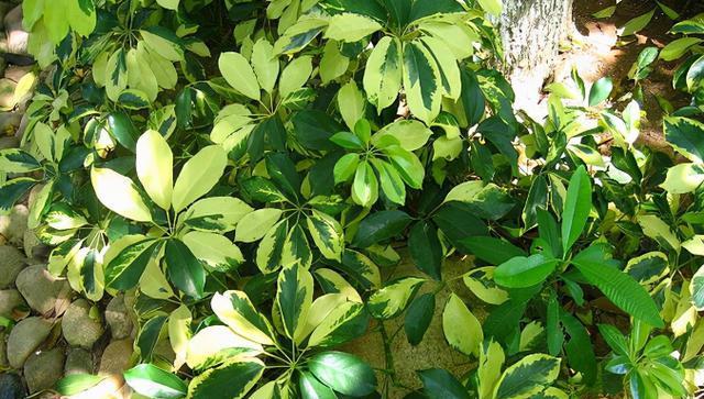 植物的努力向上（以象征努力向上的植物为例）