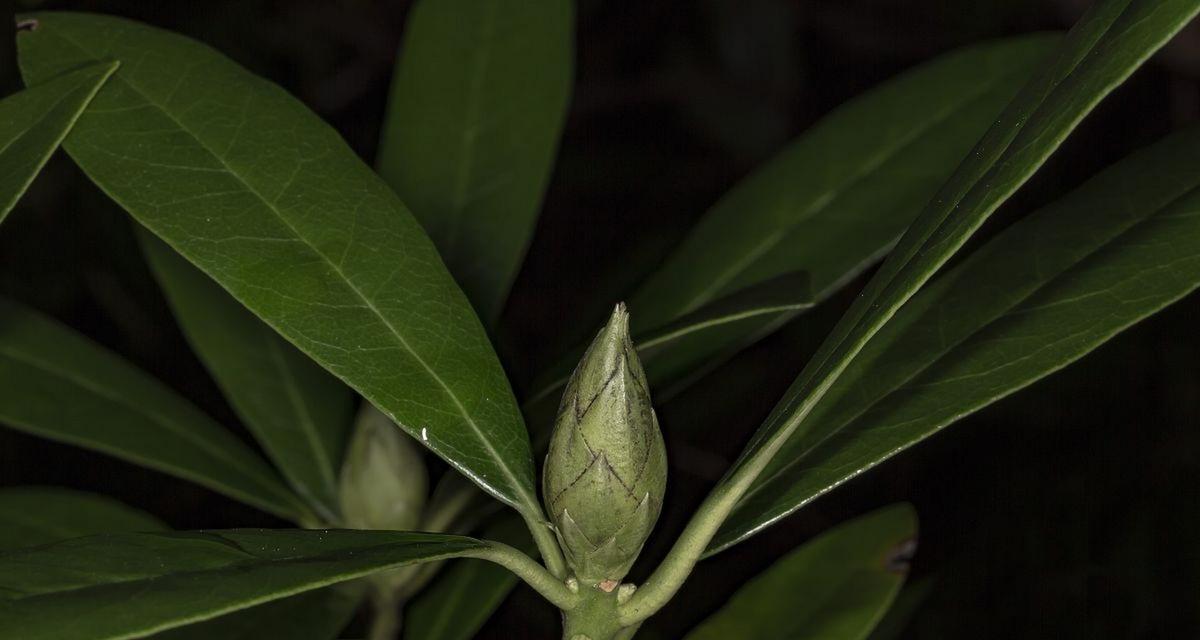 清廉之道（以植物为媒介）