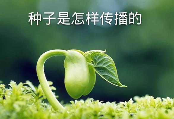 清正廉洁的植物之美（以植物为象征）