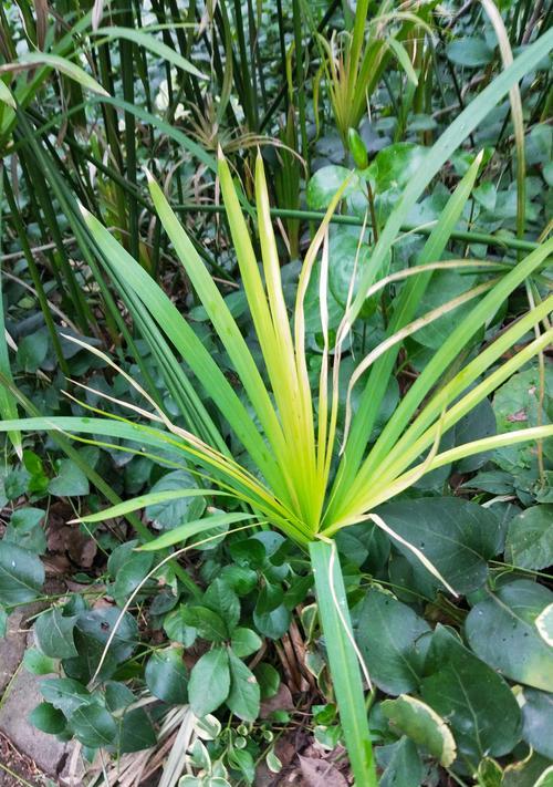 生机勃勃的植物世界（探索自然奇迹）