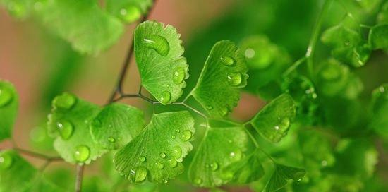 植物的生命与希望（以象征生命和希望的植物为主题）