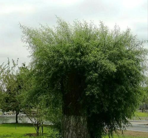 顽强生命力的植物——坚韧向上的象征（探寻自然奇迹）