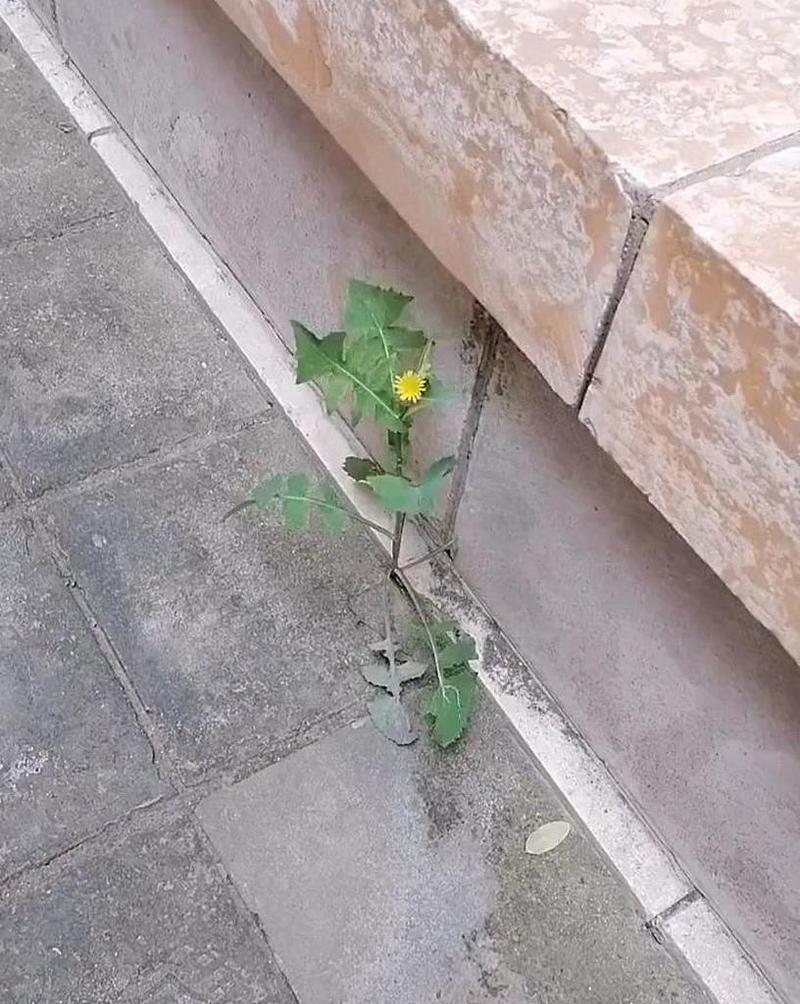 顽强生命力的植物——坚韧向上的象征（探寻自然奇迹）