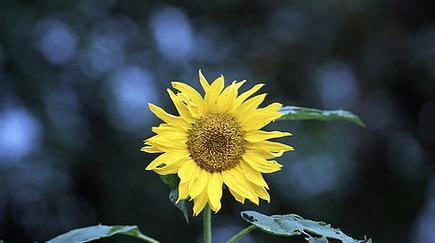 夏天的花海（炎热季节里的花朵乐园）