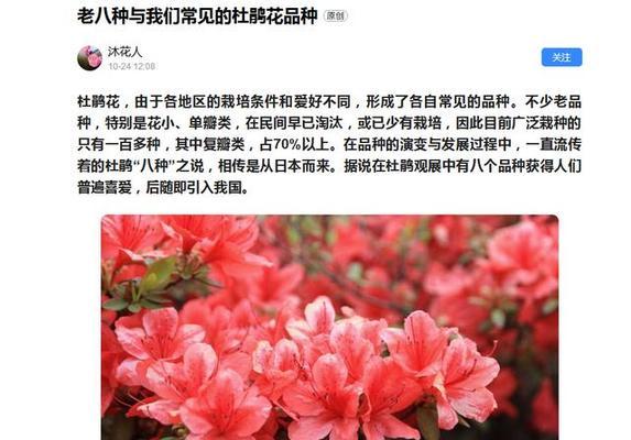 四季杜鹃的浇水技巧，合理调整花期