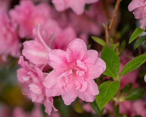 杜鹃花（探秘杜鹃花开放的奥秘）