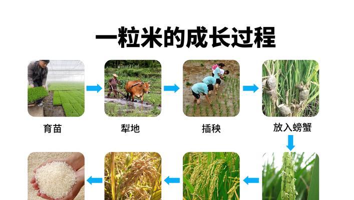 如何种植杜梨种子——从萌芽到成树