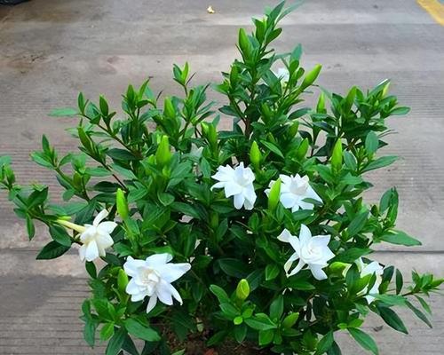 端香花养护指南（端香花怎么养长？学会这些技巧）