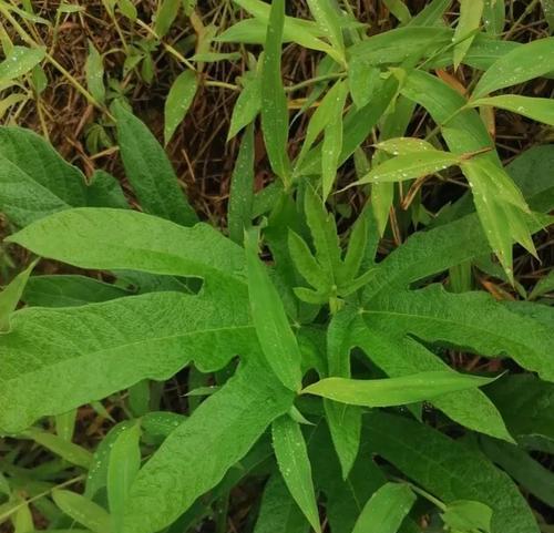 断肠草的功效与作用（探索这个神奇草药的疗效和使用方法）