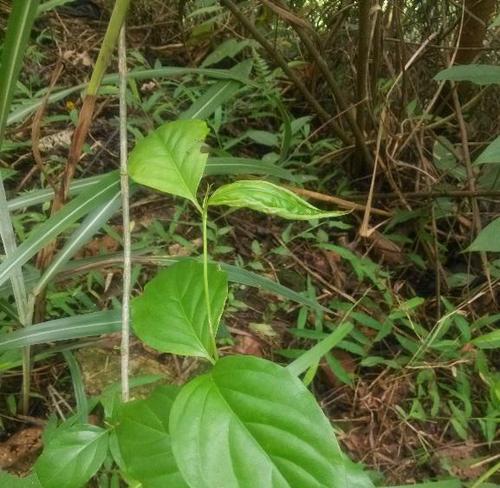 断肠草——一种神秘的草（发现历史）