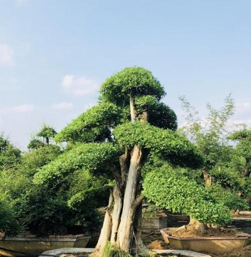 揭秘节白蜡为什么冬天会掉叶子（探究节白蜡的生长习性）