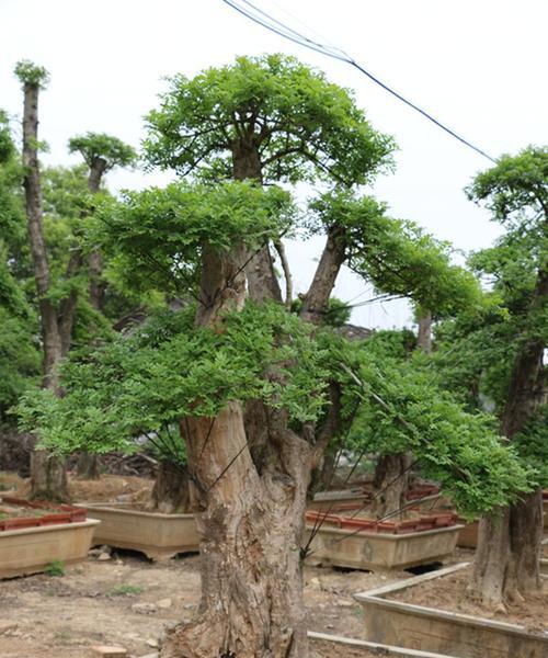 节白蜡如何养护（从生长环境到养护技巧）