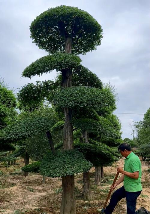 节白蜡如何养护（从生长环境到养护技巧）