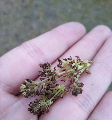 节白蜡会开花吗？——解密节白蜡花期