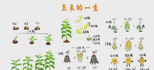 节白蜡的种植与土壤配比方法（了解节白蜡的生态环境和土壤要求）