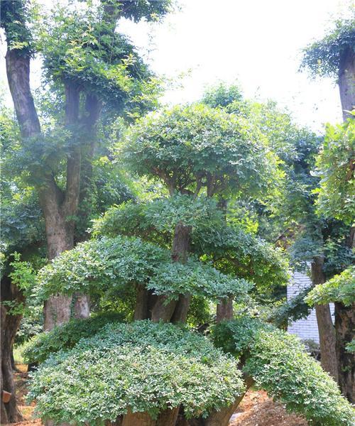 冬天落叶的节白蜡盆景（落叶不是死亡）