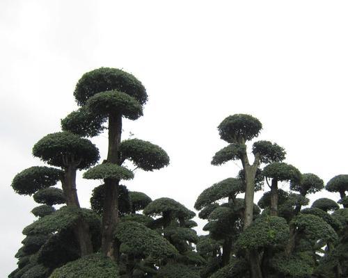 节白蜡喜阴还是喜阳（探究不同环境对节白蜡生长的影响）